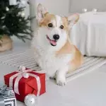 5 top Christmas gifts for dog owners under £10