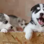 5 ways to pay less and keep your pet happy as the cost of living rises 