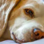 This abandoned and disfigured dog with one nostril found a forever home and became Insta-famous (VIDEO)