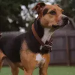 This abandoned dog had traumatic wounds and is missing 90% of her tongue (VIDEO)