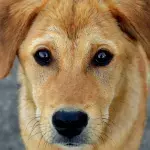 An abandoned dog with a heartbreaking note was found wandering the streets 