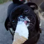 This abandoned dog who ‘adores ice cream almost as much as a cuddle’ is looking for a loving home 