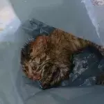 Abandoned kitten