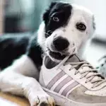 The abandoned pup who couldn’t cope with the stress of shelter life finds a loving owner  