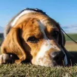 This abandoned puppy was too heartbroken to move and eat