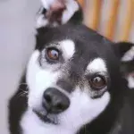 This abandoned unwanted dog with a quirky ‘smile’ melted hearts online