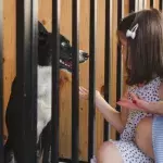 Adopt don't shop
