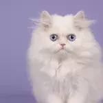 Adopting A White Cat