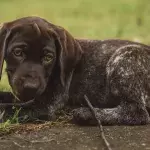 Anger as a nearly bald traumatised dog was 'discarded' by an ‘isolated’ quarry