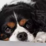 Anger as these neglected starving puppies were thrown out with rubbish 