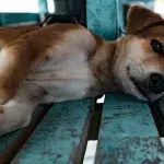 Animal inspector’s heartbreak as she finds a dying dog locked up in a filthy house