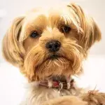 Animal shelter was left heartbroken over an abandoned underweight dog no one wants to adopt