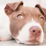 Animal shelter's staff 'in tears' over a neglected puppy who lost an ear in a dog attack 