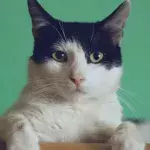 Are cats untrainable, aquaphobic, evil brats? Read the surprising truth