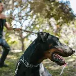 Are you not your dog’s favourite? Here is how to win your pet’s heart