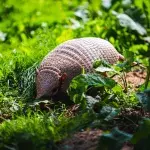 Armadillos were among the animals killed in the fire.