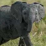 Baby elephant dies after losing half her trunk in poacher's trap
