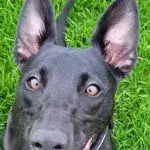 This bat-puppy needs a loving new home after being returned three times