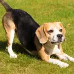 Beagle