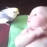 Bird sings to baby