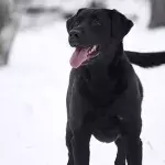 black lab white snow