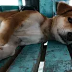 Blind dog needs a loving home after starving to death on the streets