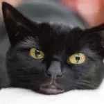 This brutally attacked cat was ‘left in excruciating pain’ after its owner poured boiling water on it  