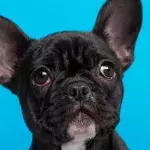 Bulldog