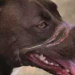 Caitlyn the dog