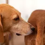 Cancer in dogs: These common activities of male dogs puts them at risk of rare cancer
