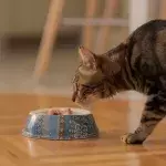 This cat is about to eat some tuna.