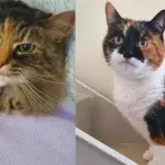 Cat best friends with a huge age gap looking for a home together
