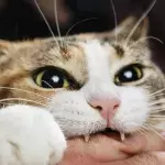 Cat biting