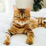 Cat breeds with insanely beautiful coats revealed 
