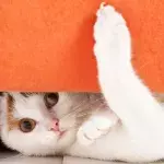 cat claws