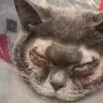 Cat plastic surgery