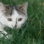This cat potentially made a scientific discovery while looking for a snack