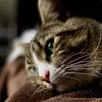 A cat who caught covid fed through a tube for a month