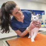 Cats and dogs affected by the British variant