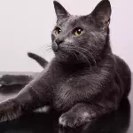 Cats and their nine lives: a myth that is closer to the truth than you think