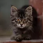 Cats could help solve their owners' murders, here is how