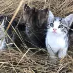 Cats Heartwarming