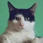 Cats: This is how long you can leave your furry companion alone