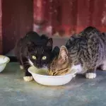 Cats love milk; but here is why you shouldn't give it to them