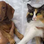 Cats rule, dogs drool? 5 things cats can do better than dogs