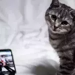 This cheeky cat was caught turning off his owner’s alarm (VIDEO)