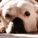 A cheeky dog chewed through letterbox in the front door, and the internet is in stitches (VIDEO)