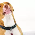 This cheeky dog who likes going to pubs in looking for a new owner