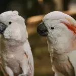 Cockatoos in Sydney discover ways to open bin lids by observing others 