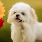Concerned owner takes her dog to the vet and gets a flabbergasting diagnosis